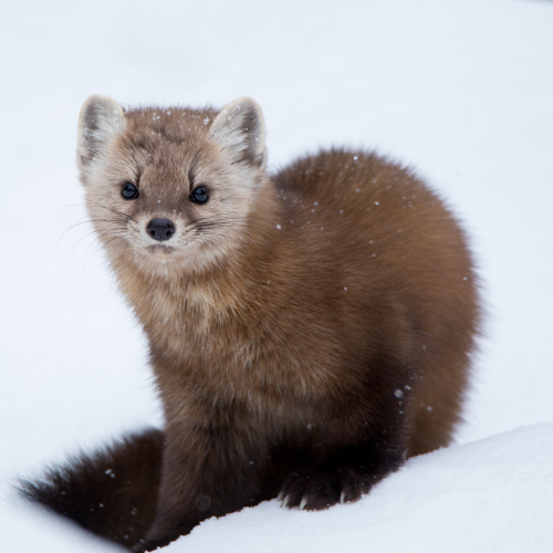 Pine Marten