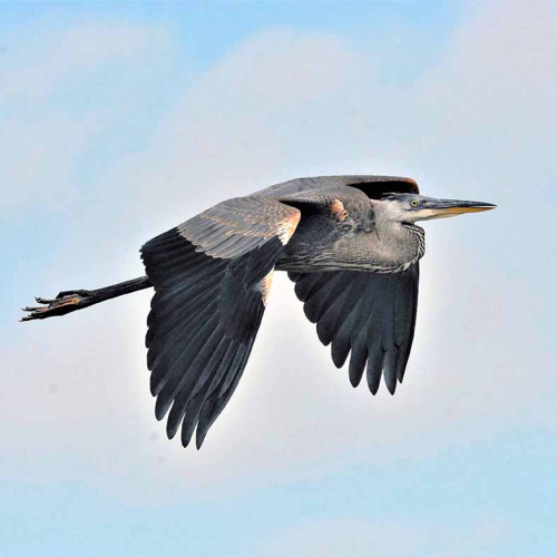 THE  GIFT     Great Blue Heron