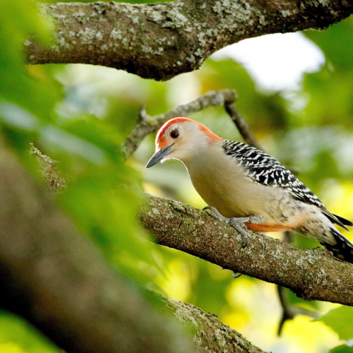 Red-bellied Woodpecker