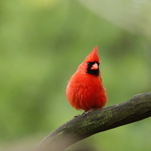 Northern Cardinal