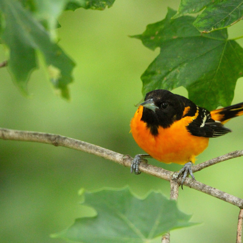 Baltimore Oriole