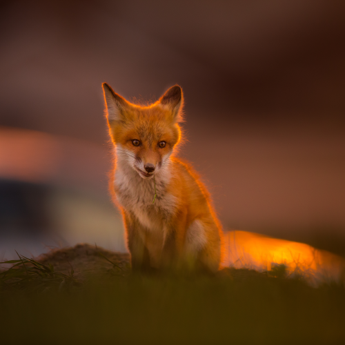 A fox at the sunset