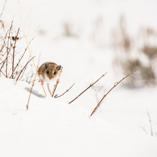 A small mouse