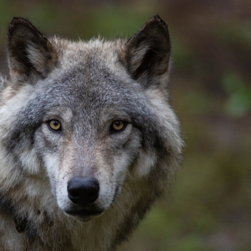 Stare of the Wolf