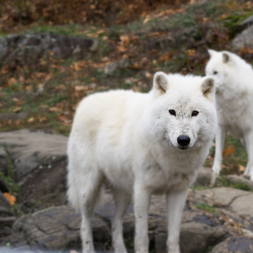 Arctic Wolf