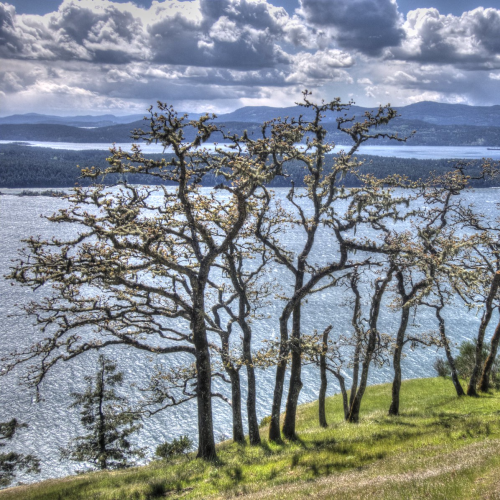 Garry oak tree of Galiano Island