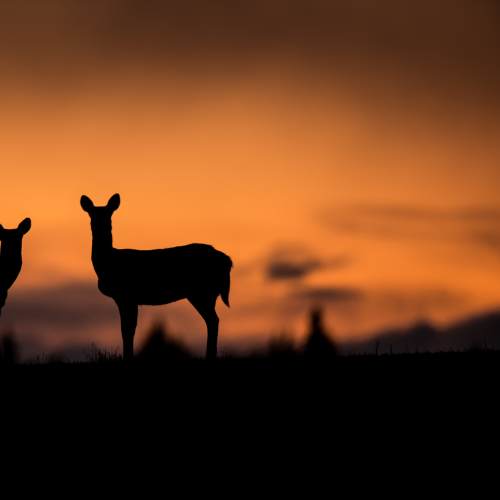 Silhouette Beauty
