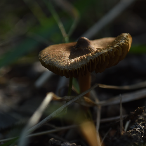 Morning Mushroom