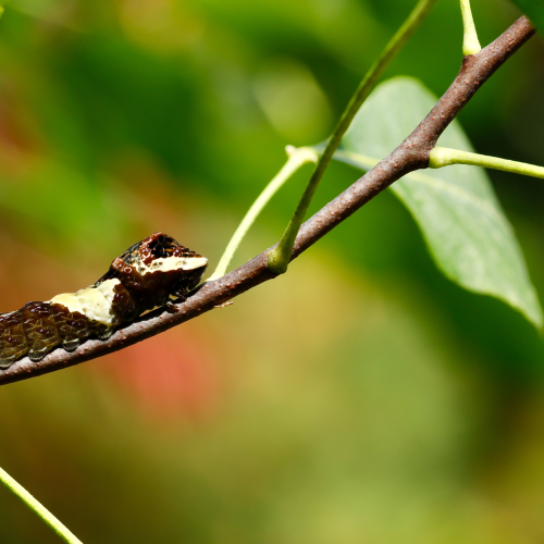 Giant Swallowtail Caterpillar 