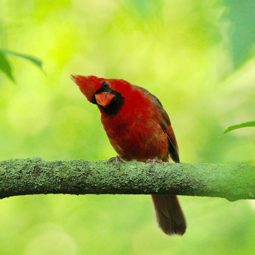Northern Cardinal
