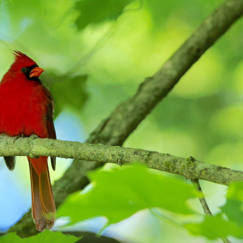Northern Cardinal