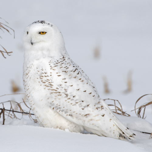 Snowy Owl