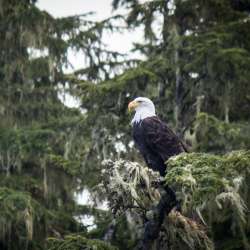 Surveying Eagle