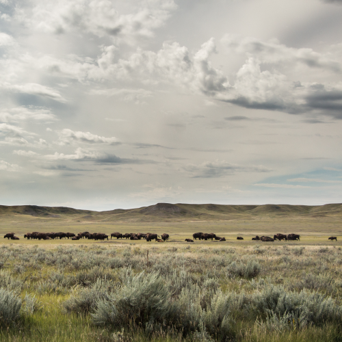 Iconic Prairie Grasslands