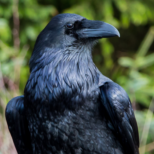 The Beauty and Intelligence of the Common Raven