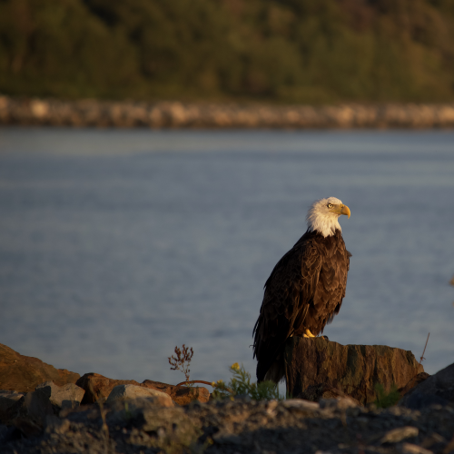 Eagle on Rock