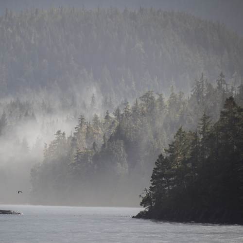 Summer West Coast Morning