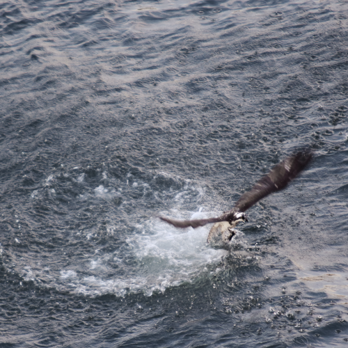 Osprey Catch