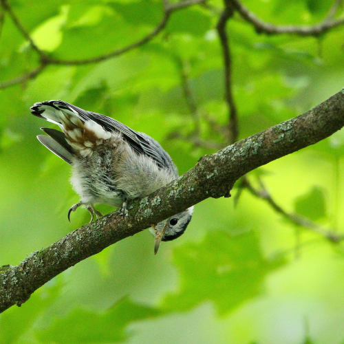 White-breasted Nuthatch