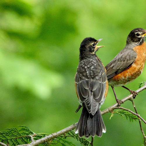 American Robins