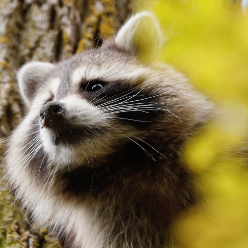Raccoon