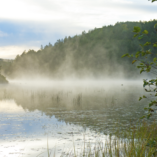 Misty Dawn