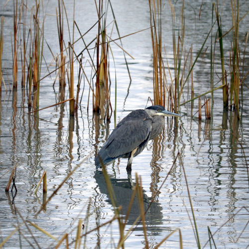 Great Blue heron fishing at the marsh