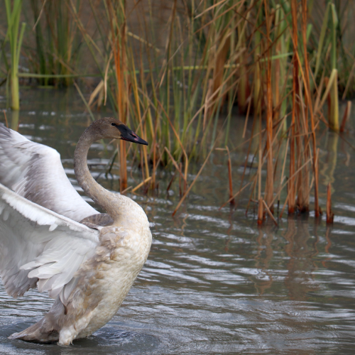 Swan in flight