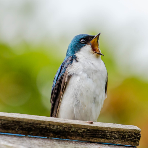 Take a Little Swallow