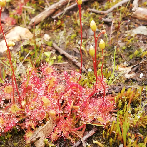 Round leave sundew in Cypress Provincial Park
