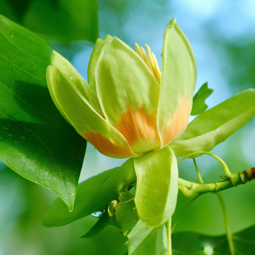 Tulip Tree Flower
