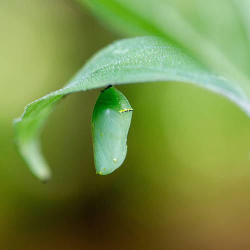 Monarch Chrysalis
