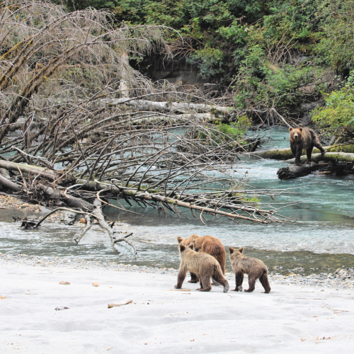 Close Encounters of Grizzlies