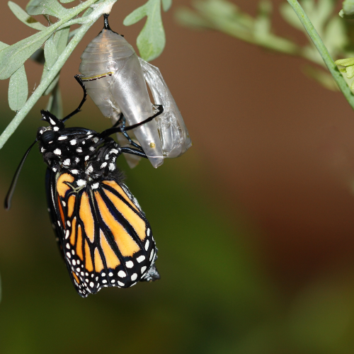 Monarch Recently Emerged