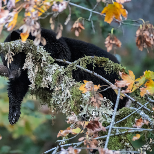 Tree Ornament 