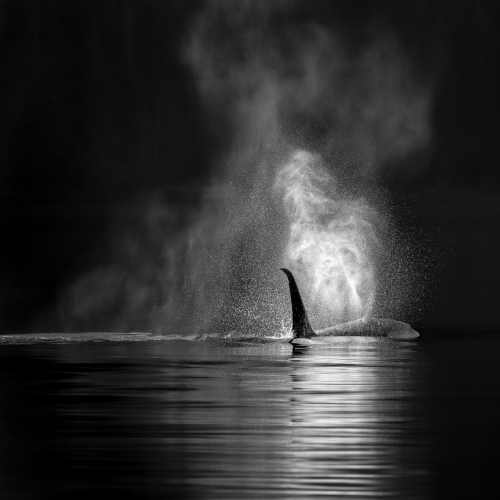 Ocean Spray