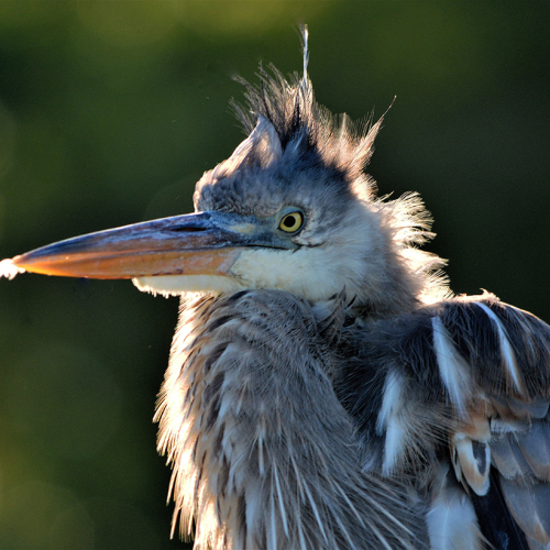 GOOD  MORNING  SUNSHINE      Great Blue Heron