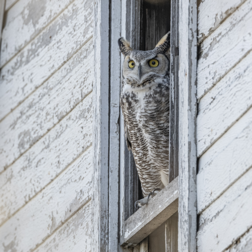 White owl, white barn 