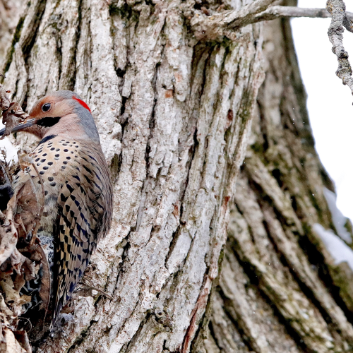 Yellow -shafted Flicker 