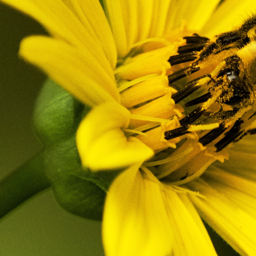 Bee Pollen