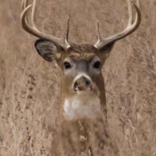 Whitetail