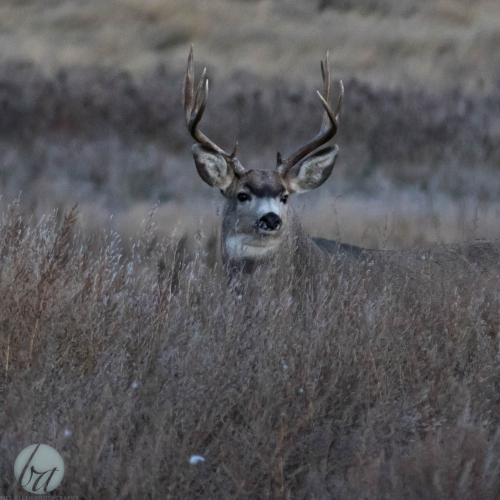 Mule Deer