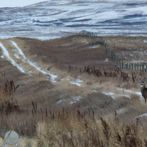 Mule Deer