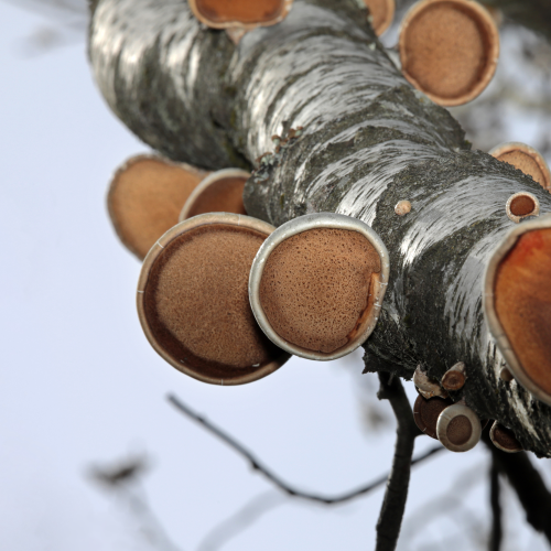 Mushrooms ladder
