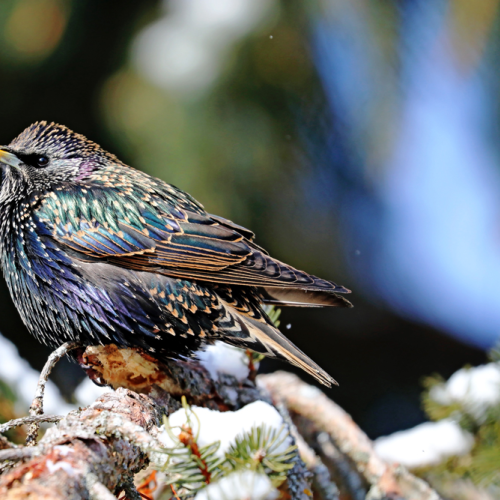 Dazzling Starling