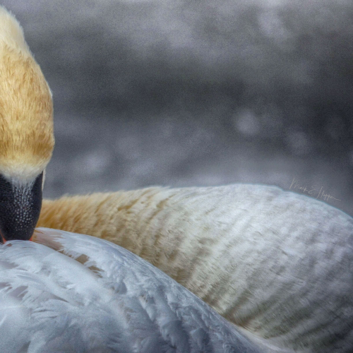 Beak warmer 