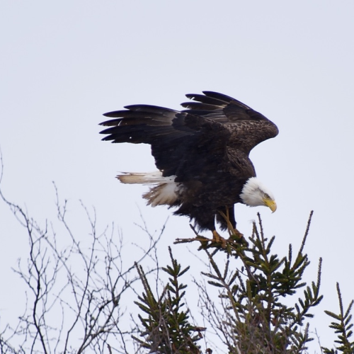 Perfect Landing