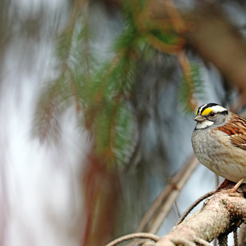 White Throated Sparrow In Spruce Tree