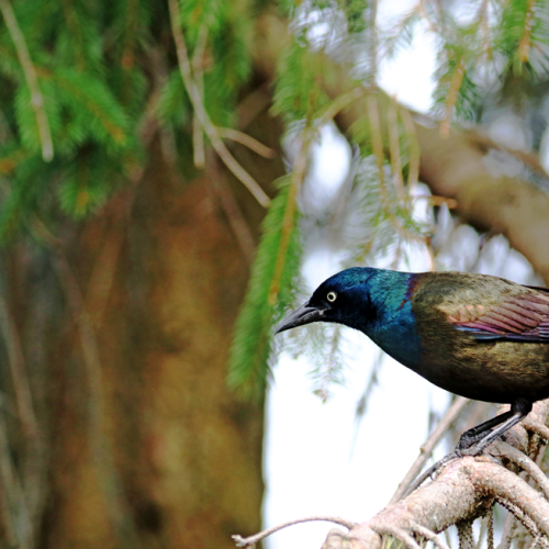 Iridescent Plumage