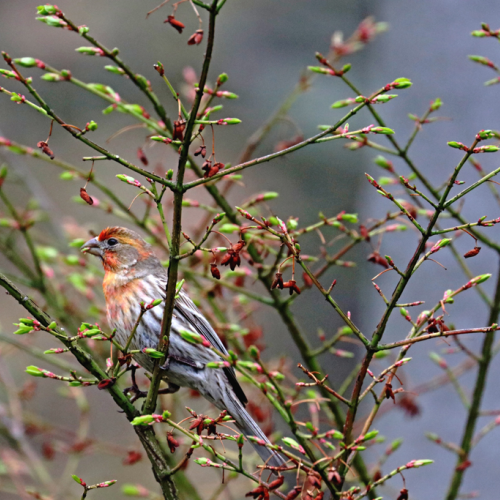 House Finch With Color Variation